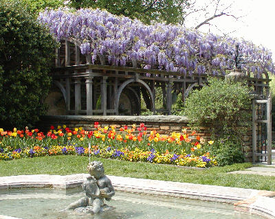 Dumbarton Oaks Wisteria in bloom